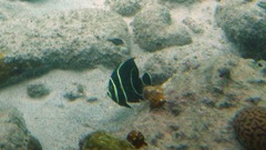 French Angelfish Juvenile (6